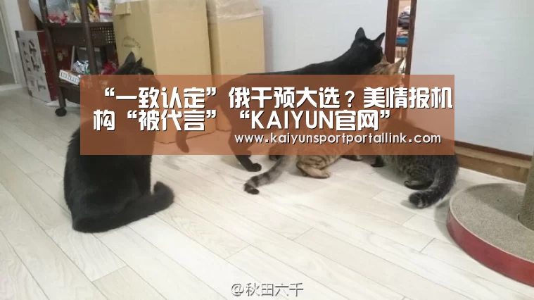 开云体育
